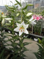 [1840 Kaguya No02.JPG]